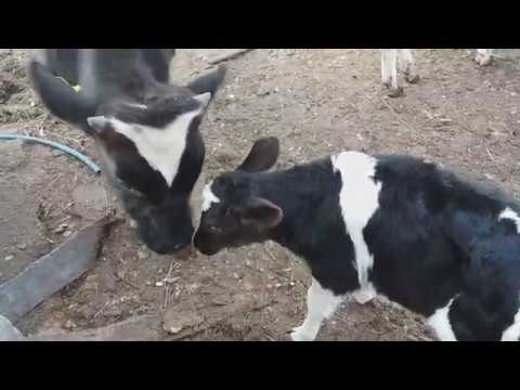 Видео: ПОПОЛНЕНИЕ В ХОЗЯЙСТВЕ / НОВЫЙ ТЕЛЕНОК