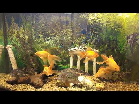 Видео: Бирюзовые акары. Приобретать или нет? #Цихлиды #Акара #Бирюзовая