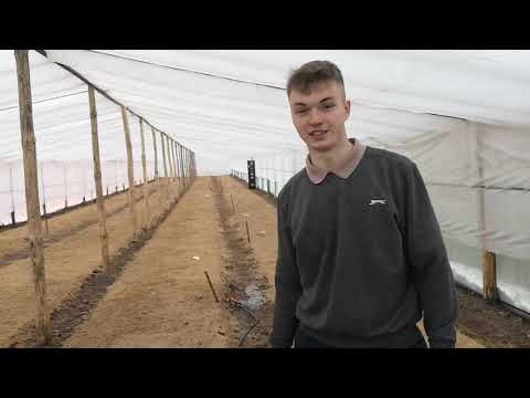 Видео: Выгонка тюльпанов к 8 марта и 14 февраля  посадка тюльпанов в теплицу ТЮЛЬПАНЫ БЕЛАРУСЬ 2022