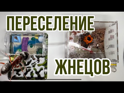 Видео: МУРАВЬИНАЯ ФЕРМА. Переселение колонии жнецов.