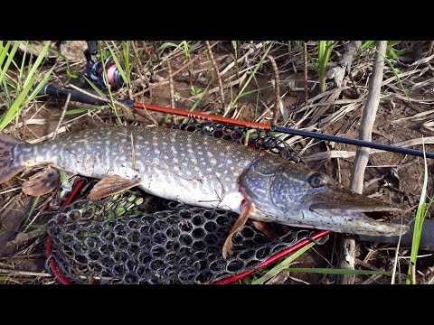 Видео: ЭТА ПРИМАНКА - ГРОЗА ХИЩНИКОВ! Jackall Chubby Minnow 35. Рыбалка на спиннинг на жереха и щуку