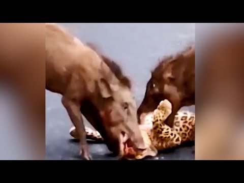 Видео: Не на того нарвался - Когда животные выбрали НЕ ТОГО противника!