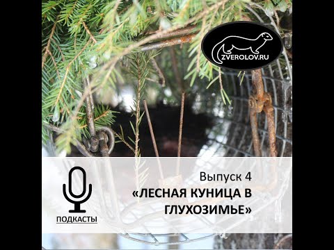 Видео: Подкаст ЗВЕРОЛОВ Выпуск 4 "Лесная Куница в глухозимье"