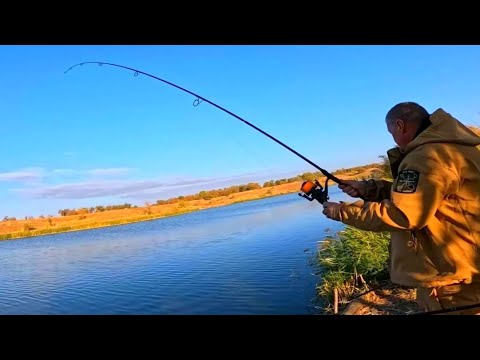 Видео: Катушки Дымят Карпы Атакуют Вот Это Рыбалка