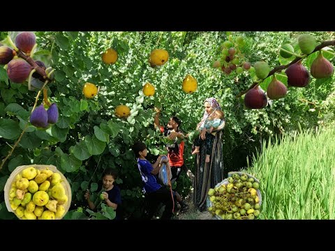 Видео: Кочевая жизнь в Иране | Семья собирает дикие фрукты в горах 🍇🌿