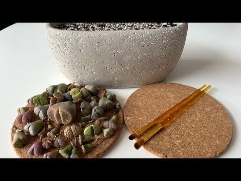 Видео: Литопсы/ Lithops. Весна- время пересадки, время навести красоту! 01.03.2023