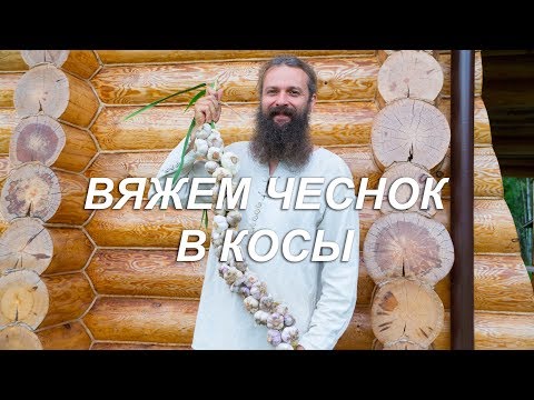 Видео: Вяжем чеснок в косы. Мексиканский способ на русский манер.