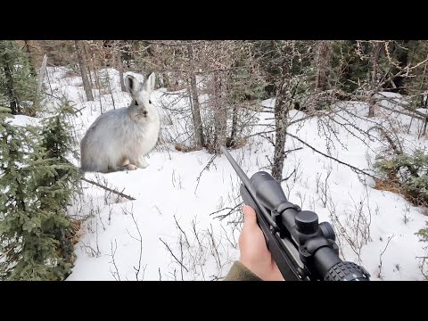 Видео: Мы сбились со счёта! — Канадская охота на зайца-беляка с .22LR в 2025 году