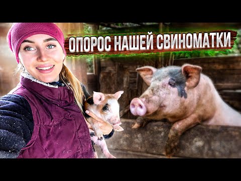 Видео: Сложный опорос: Первый Опорос Бэллы от искусственного осеменения | Молодая ферма