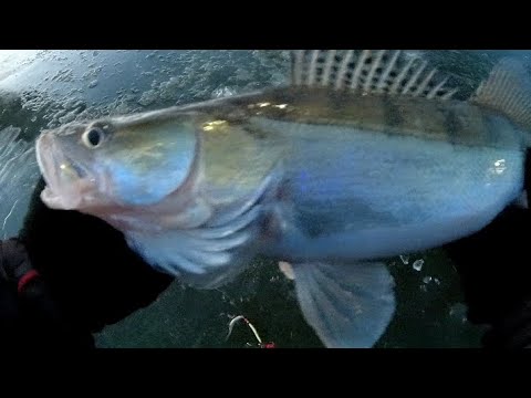 Видео: КОГДА ВСЕ БАЛАНСИРЫ И ВИБЫ МОЛЧАТ ! РАБОТАЕТ ТОЛЬКО ЭТО!!! РЫБАЛКА НА СУДАКА ЗИМОЙ