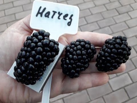 Видео: Натчез- ежевика бесшипная, описание сорта