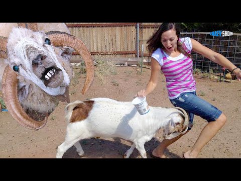Видео: БАРАНЫ И КОЗЛЫ АТАКУЮТ! ПРИКОЛЫ С БАРАНАМИ СМЕШНЫЕ КОЗЛЫ #6