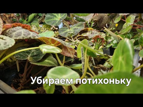 Видео: Уборка сухостоя