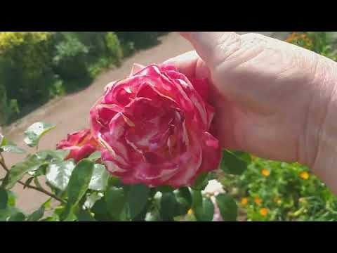 Видео: Интересные розы на даче