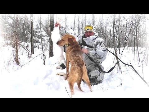 Видео: О том как "Верный" удивил или охота на зайца с гончей 2021.