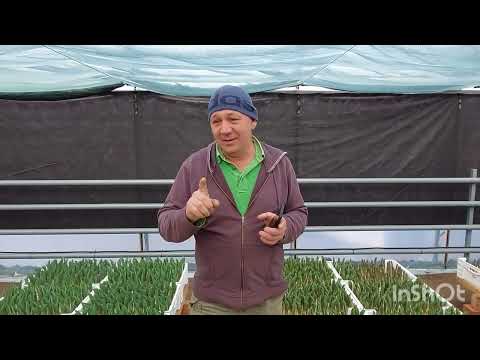 Видео: Выгонка тюльпана на 8 марта 10-ый день, польза кальция и калия для растения