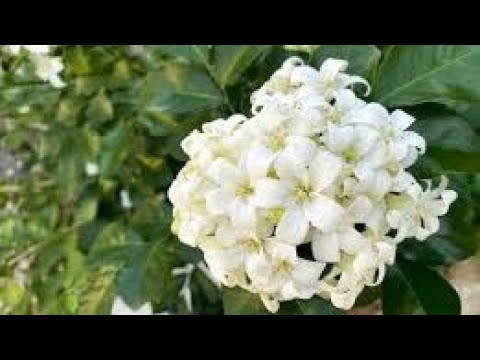 Видео: Жасмин гулини ку́пайтириш, озиклантириш, кайта экиш