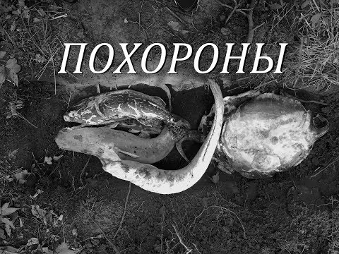 Видео: ЭТО ПОХОРОНЫ!