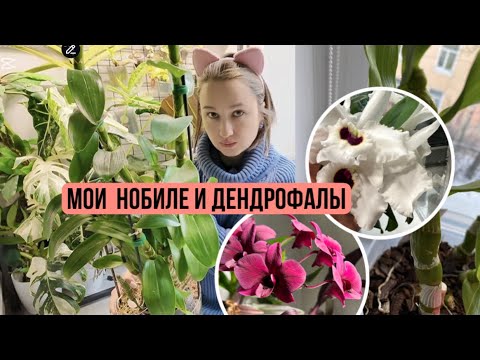 Видео: Мой опыт выращивания дендробиумов нобиле и дендрофаленопсисов