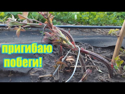 Видео: Как пригнуть побеги замещения у ежевики весной