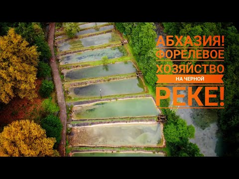 Видео: #Форель в Абхазии! Форелевое хозяйство на Черной реке, как живёт рыба в проточных водоемах реки!?