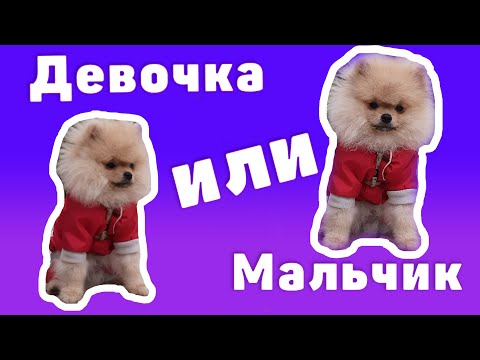 Видео: Померанский Шпиц Девочка или Мальчик? Кого Выбрать? Плюсы и минусы пола