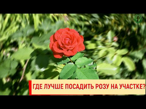 Видео: Где лучше посадить розы на участке? Питомник 🌹 и 🌲 Е. Иващенко