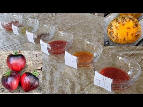 Видео: Кращі сорти помідорів, стійкі до фітофтори!