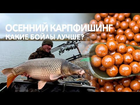 Видео: Осенний Карпфишинг. Какой боил лучше для ловли карпа в холодной воде?