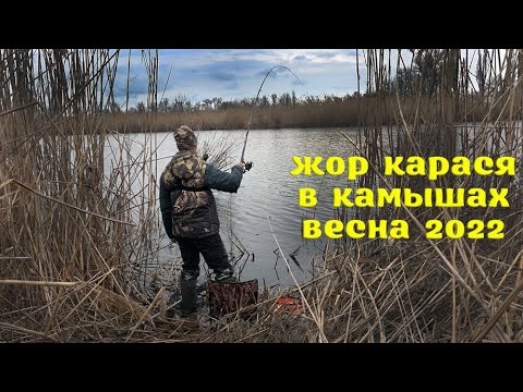 Видео: РЫБАЛКА НА ПОПЛАВОК, ЖОР КАРАСЯ В КАМЫШАХ, ВЕСНА 2022