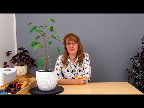 Видео: Выращиваем высокий фикус Бенджамина (ч.1).