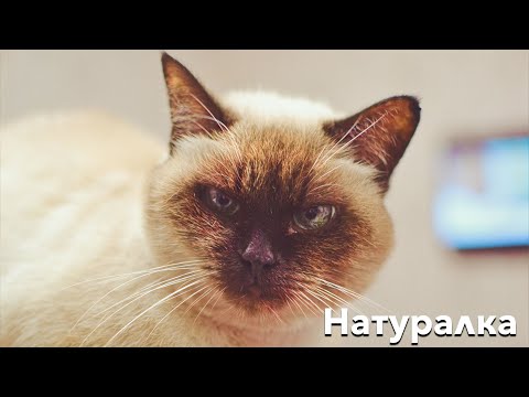 Видео: Питание котов. Большой выпуск | Энциклопедия UA DOG