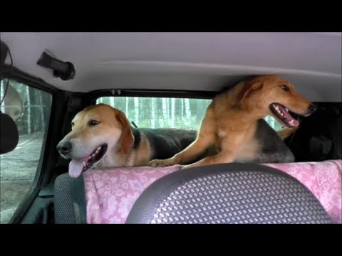 Видео: Делаем солонцы для зайцев. РГ Аргон и Лайма 8 месяцев вл. Шатров В.А.#охотасгончей#топ #hunting