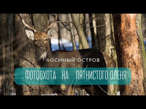 Видео: Лосиный остров. Фотоохота на пятнистого оленя.