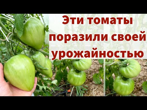 Видео: ТРИ СОРТА ТОМАТОВ, КОТОРЫЕ Я ТОЧНО БУДУ ПОВТОРЯТЬ. Очень урожайные сорта с крупными плодами