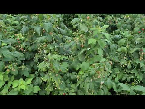 Видео: ШОК!!! ЗНИЖЕННЯ ЦІНИ НА 55 ГРН ЧЕРЕЗ ДОЩИК!!! ЦІНА МАЛИНИ 13.09.2025.