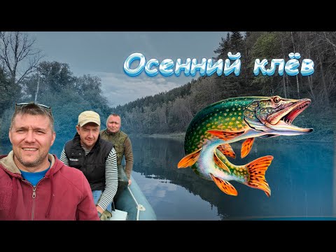 Видео: Осенний клёв