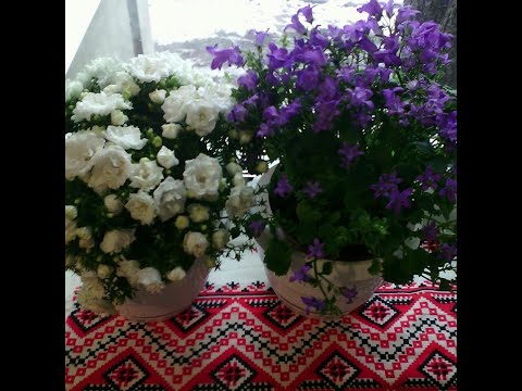 Видео: Кімнатна Кампанула.  Огляд саджанців