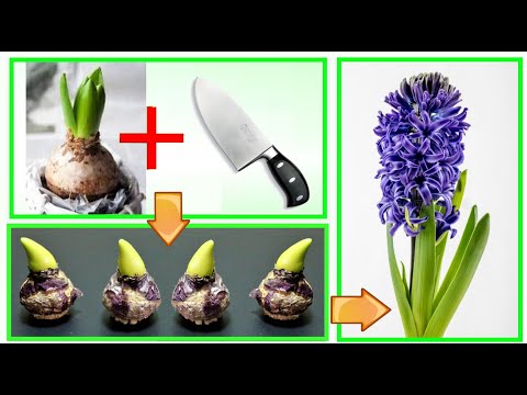 Видео: ЛУКОВИЦЫ И ЛУК, нарежьте их на мелкие кусочки, и вы бесплатно получите невероятные цветы и новые