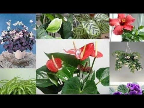 Видео: Теплицада чиройли очилган гуллар