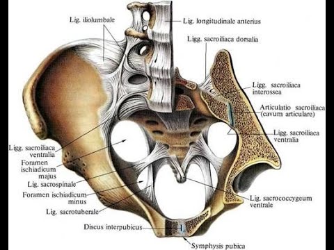 Видео: Соединение костей таза и нижней конечности