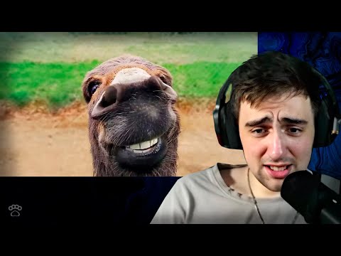 Видео: Funniest Animal Videos Ever (Part 2) | ForaMon РЕАКЦИЯ