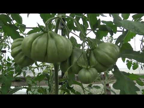 Видео: Томат Инжир Розовый