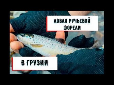 Видео: Ловля ручьевой форель в Грузии!!!