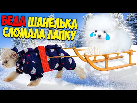 Видео: БЕДА ! Собачка Шанелька СЛОМАЛА ЛАПКУ ??? под Новый год !!! ВАСИЛИСА пришла на ПОМОЩЬ !