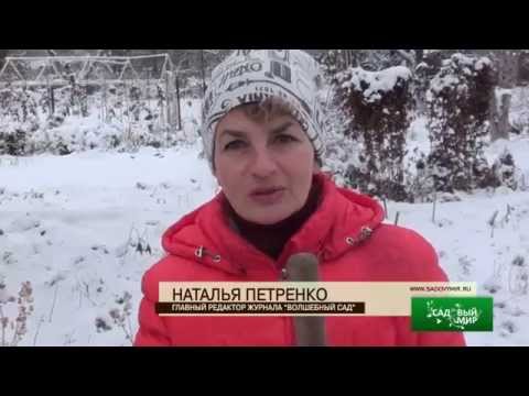 Видео: Гладиолусы из под снега. Сайт "Садовый мир"