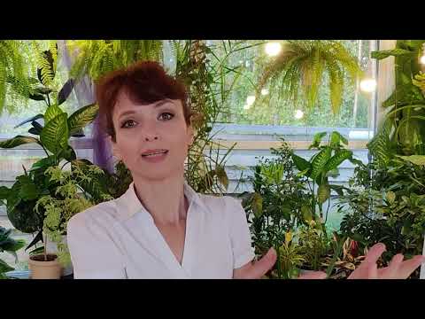 Видео: ИДИ ИСКУПИ ВИНУ И БУДЕТ ТЕБЕ СЧАСТЬЕ! ????