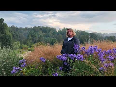 Видео: Флокс меняющий цвет. До начала фестиваля 11 дней.