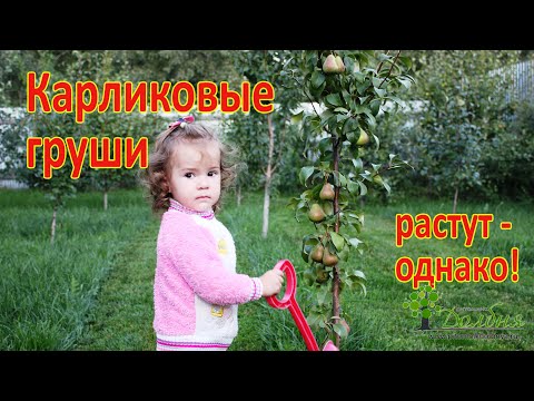 Видео: Карликовые груши.  Невозможное - возможно.