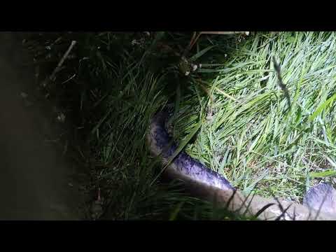 Видео: ЛОВЛЯ СОМА НА ВИПОВЗКА, ТРАВЕНЬ МІСЯЦЬ @TEULU999